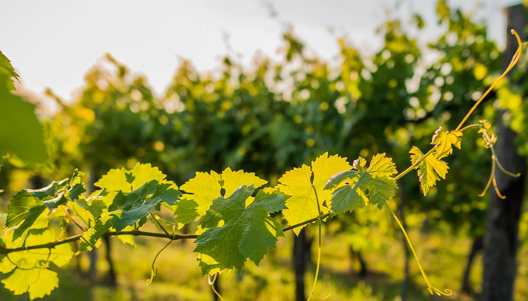Vente de vin