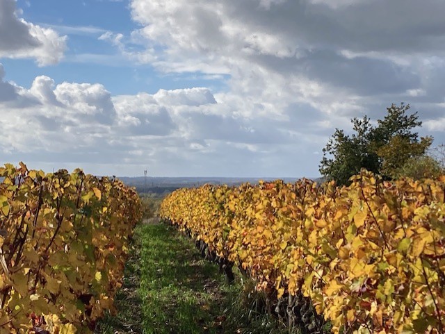 Vente de vin Haut-Maco